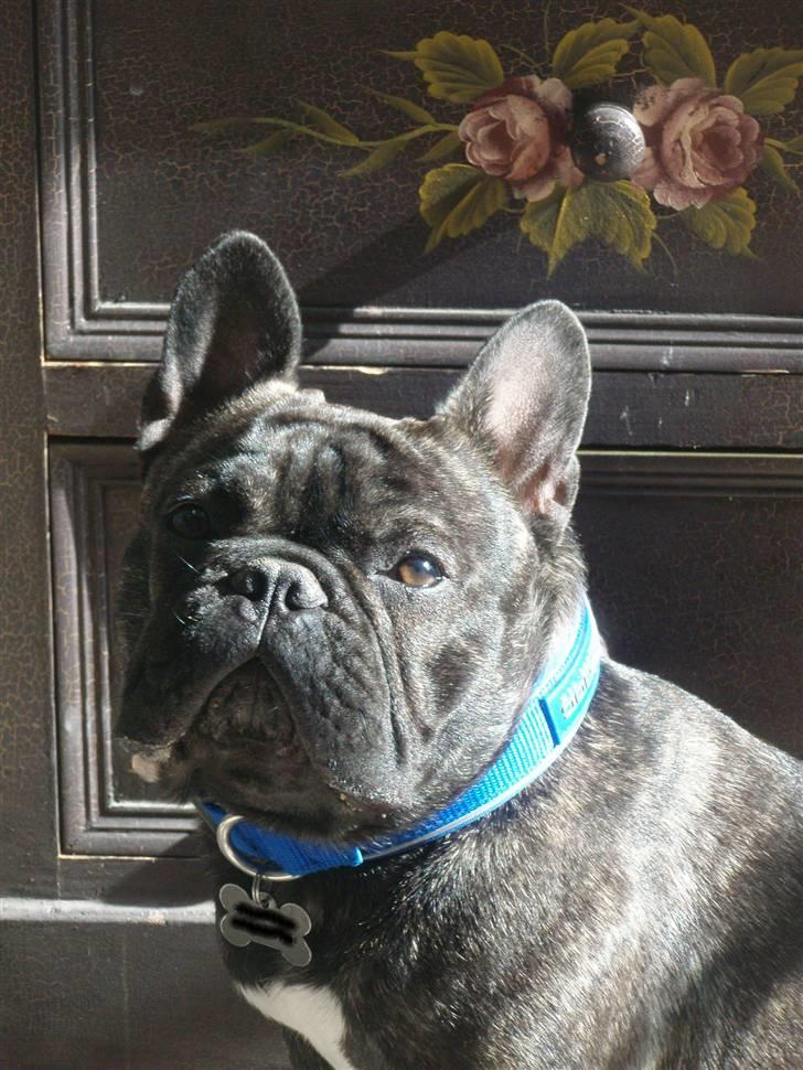 Fransk bulldog Albert billede 2