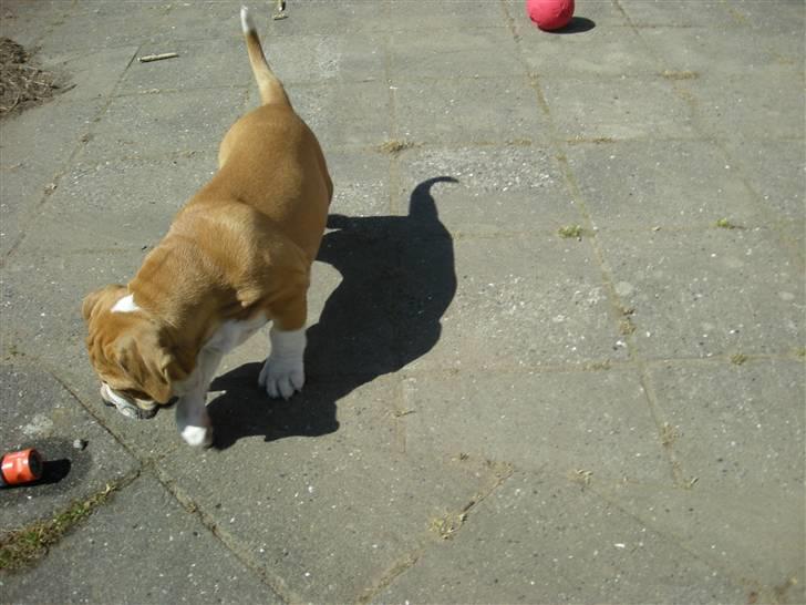 Olde english bulldogge Baloo (Zeoli Kuma) - vandslangen er ret sjov billede 7