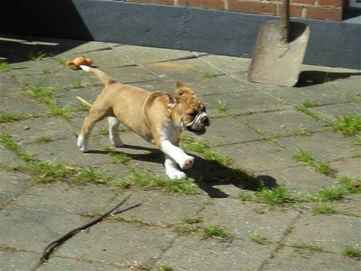 Olde english bulldogge Baloo (Zeoli Kuma) - juhuuuuu billede 8