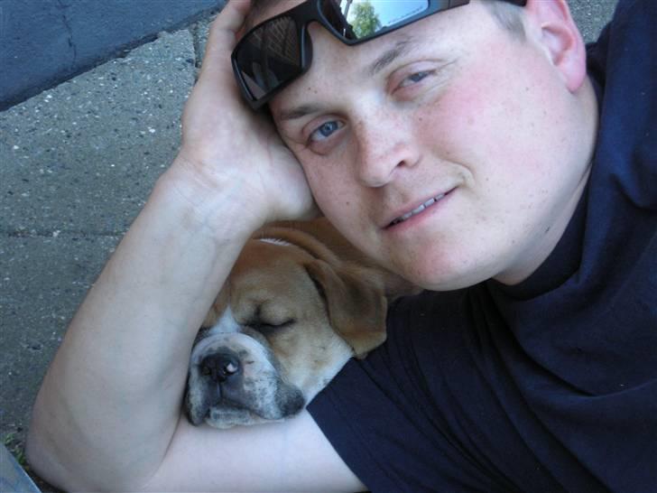 Olde english bulldogge Baloo (Zeoli Kuma) - snork :) billede 9