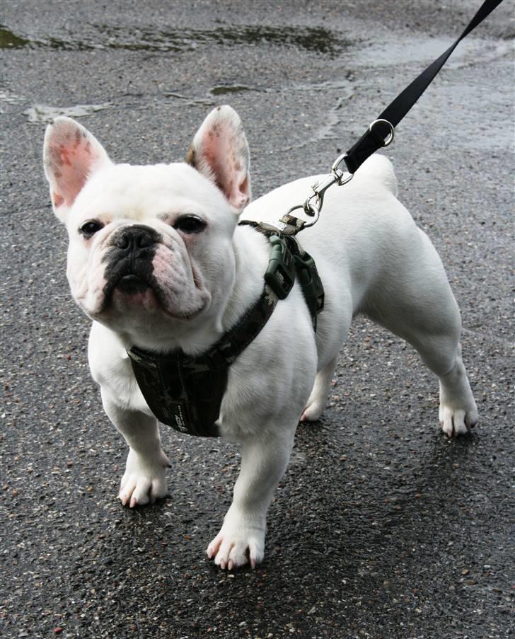 Fransk bulldog Muggi billede 11