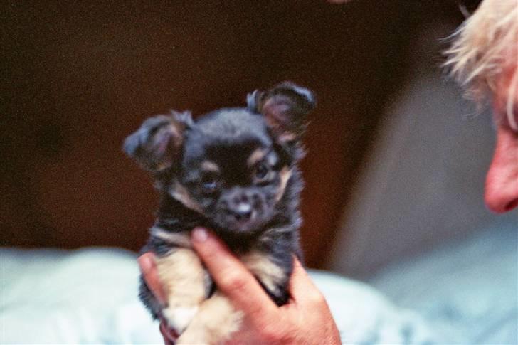 Chihuahua of Mexi's Kenzo - ja..sådan så jeg ud, da jeg var hvalp. Mor fandt lige nogle billeder i skulle se billede 18