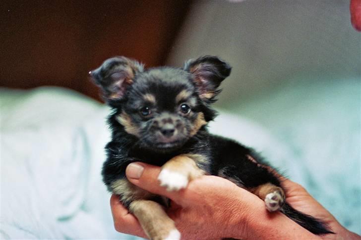 Chihuahua of Mexi's Kenzo - Så lille har jeg været.......:-) billede 19