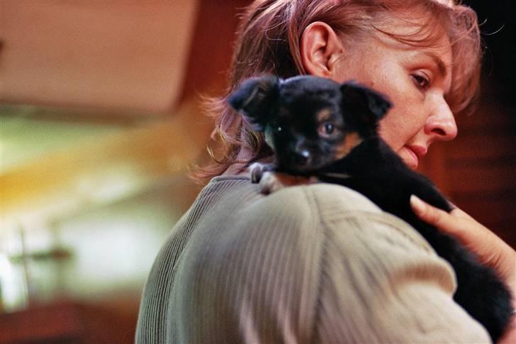 Chihuahua of Mexi's Kenzo - Dejligt at være oppe hos min nye mor billede 20