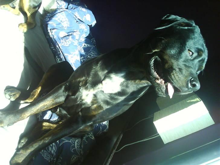 Blanding af racer GD&ROTTWEILER - Cola - billede 4