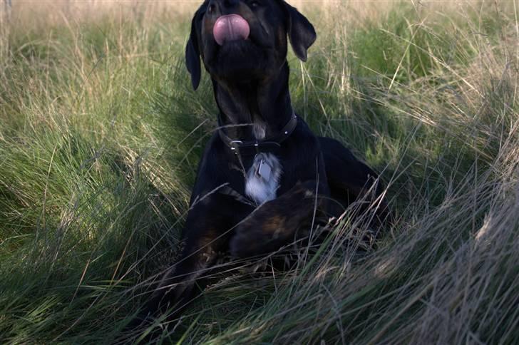 Blanding af racer GD&ROTTWEILER - Cola - billede 5