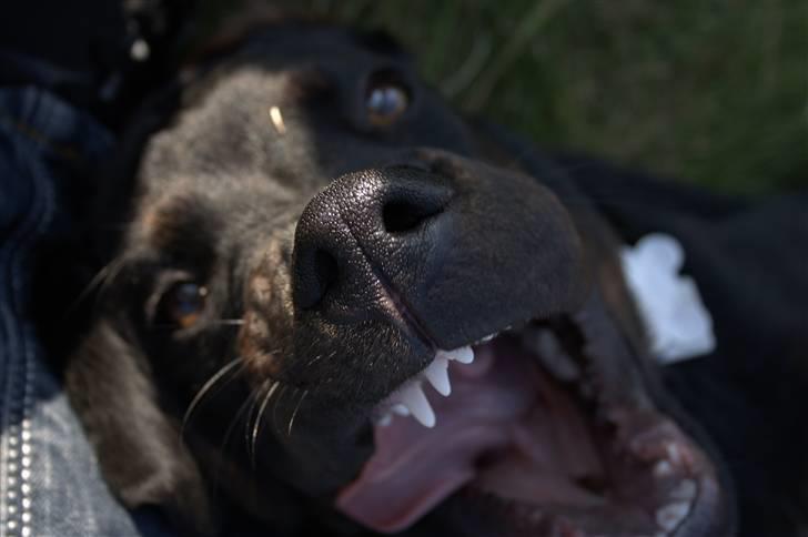 Blanding af racer GD&ROTTWEILER - Cola - billede 9