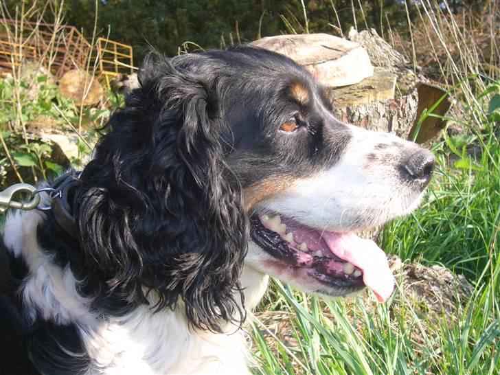 Engelsk springer spaniel Diana. <3 **Død* :'( - Smukke i skoven <4 billede 15