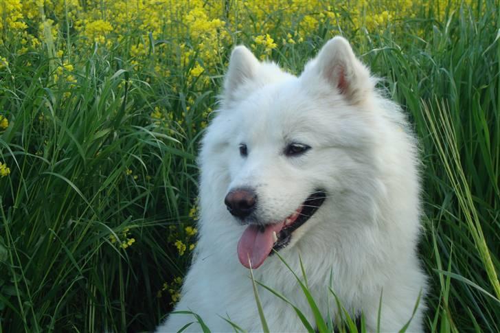 Samojedhund sigurd billede 7