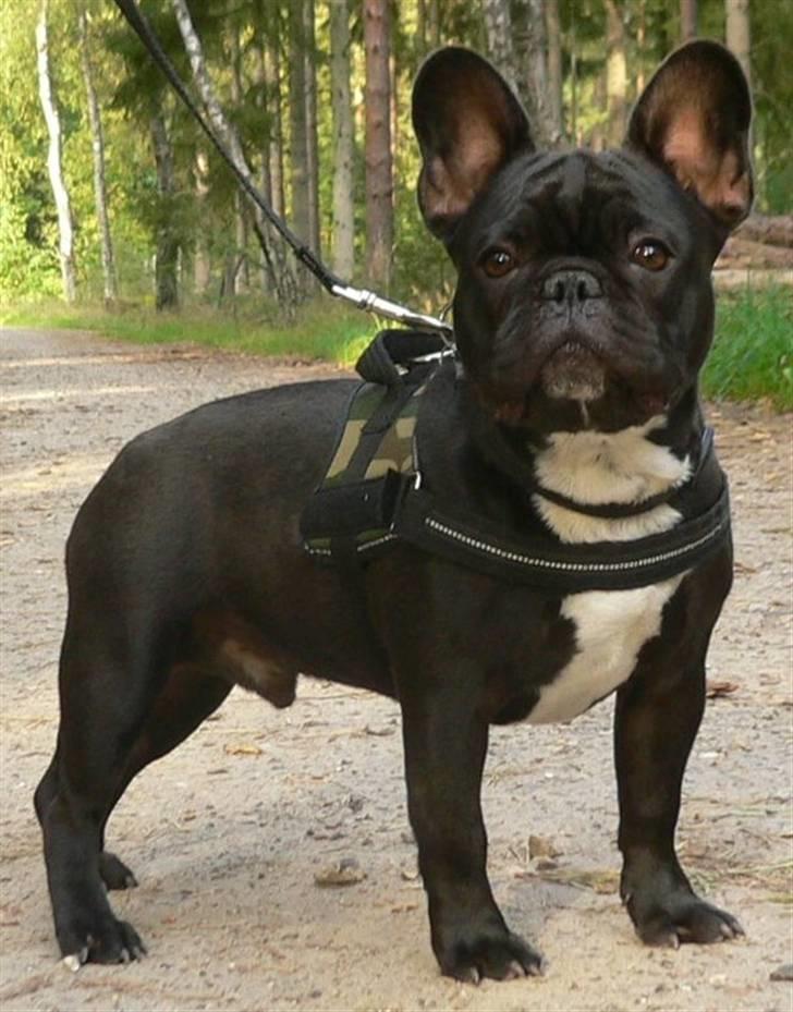 Fransk bulldog 'Foucault' R.I.P. 2010 - 6 måneder billede 10