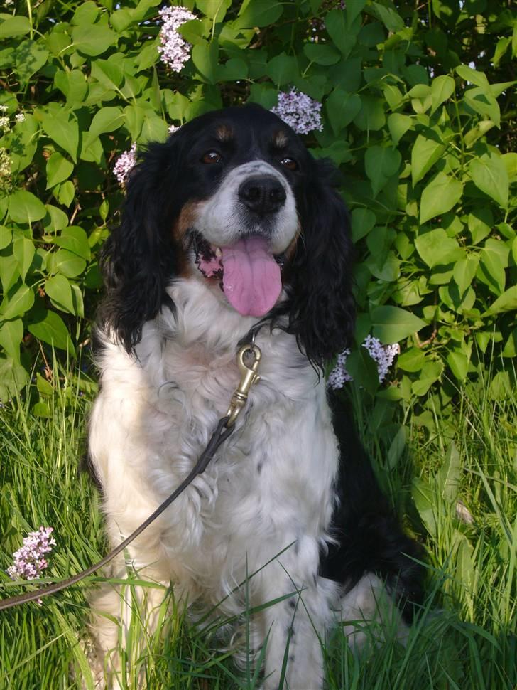 Engelsk springer spaniel Diana. <3 **Død* :'( - Så fin <3 billede 17