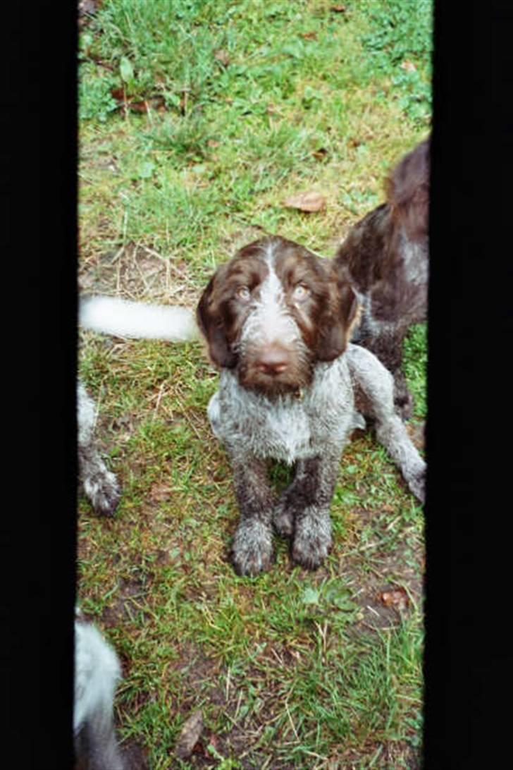 Ruhåret hønsehund Paw billede 9