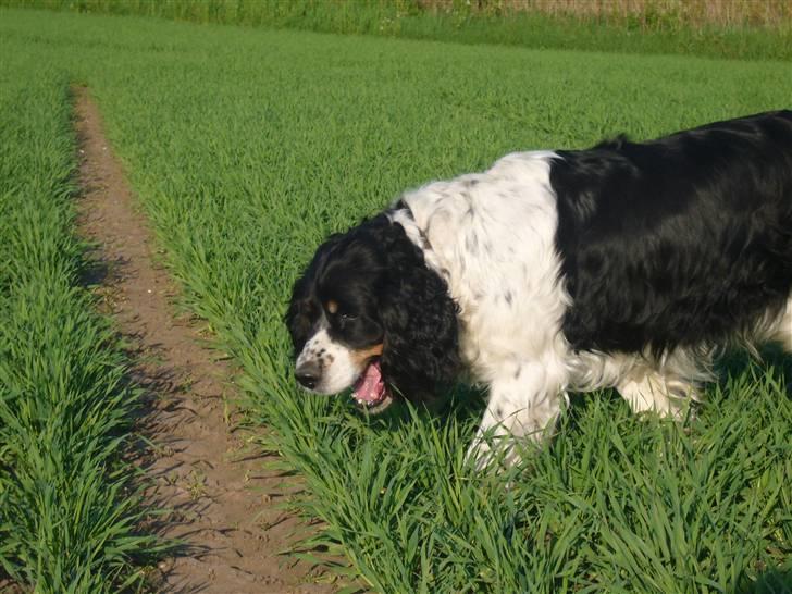 Engelsk springer spaniel Diana. <3 **Død* :'( - Fri på marken <3 billede 18