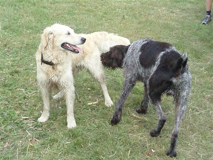 Ruhåret hønsehund Paw billede 14