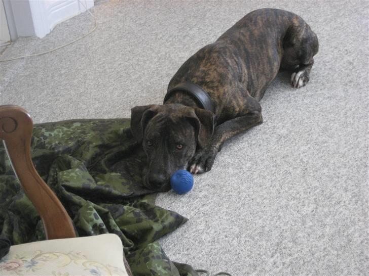 Blanding af racer Baloo billede 15