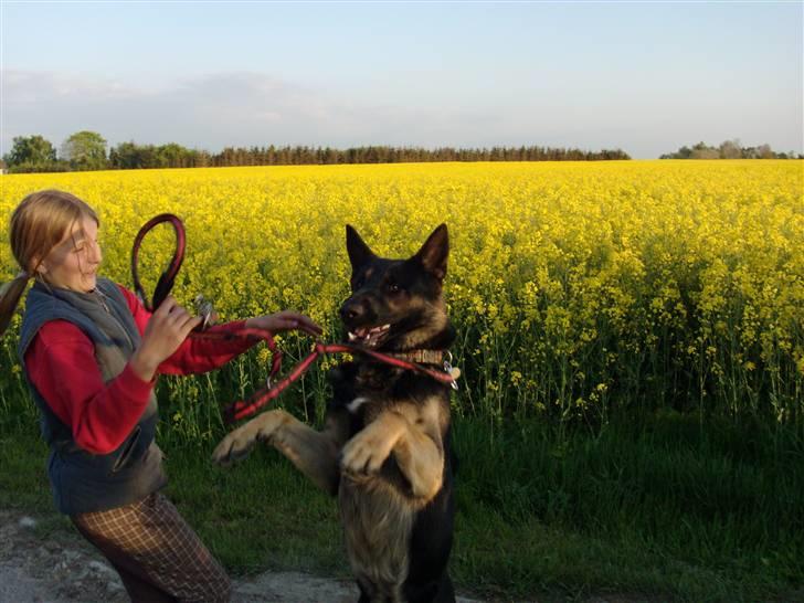 Schæferhund Rosso(schaeferdals Eros) - stejle..<33 billede 5