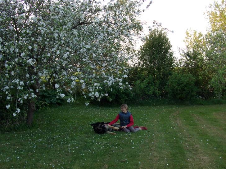 Schæferhund Rosso(schaeferdals Eros) billede 6