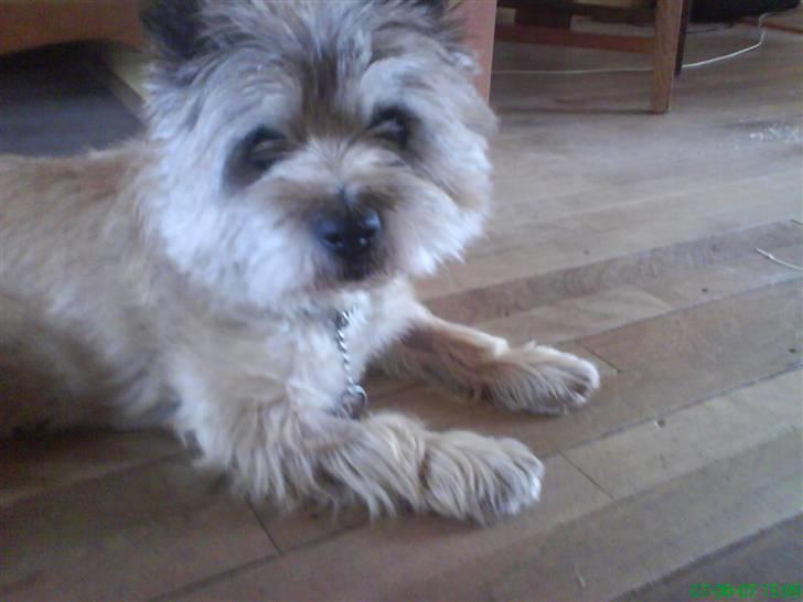 Cairn terrier Futte billede 1