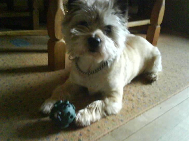 Cairn terrier Futte billede 2