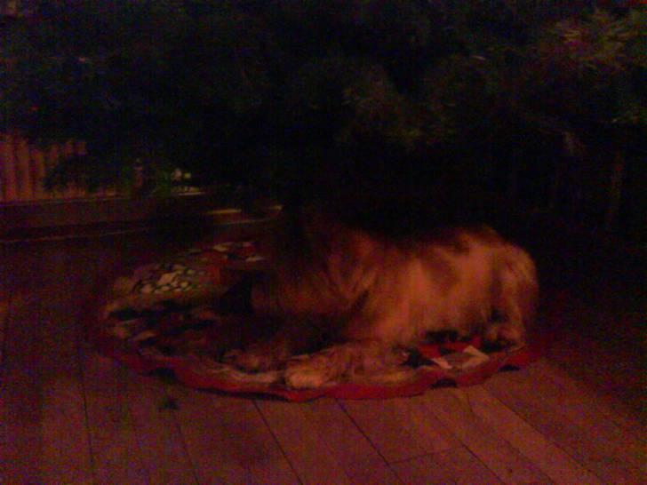 Cairn terrier Futte billede 3