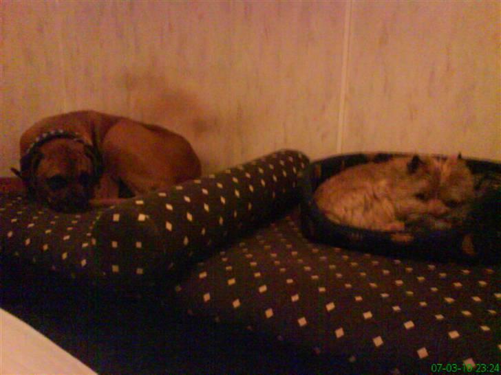 Cairn terrier Futte billede 4