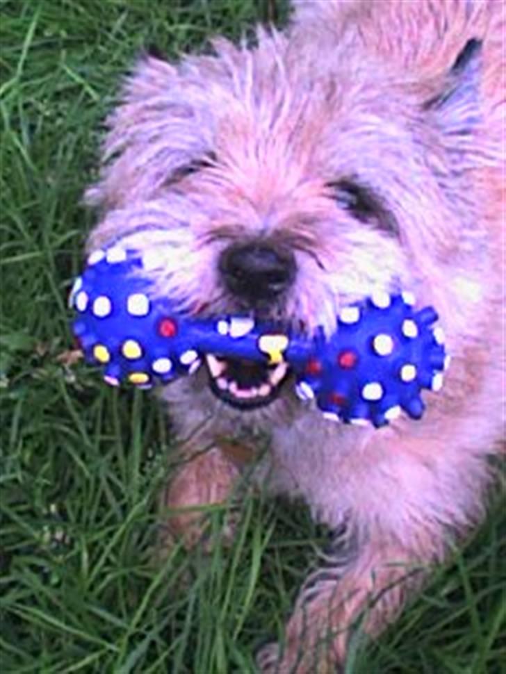 Cairn terrier Futte billede 5