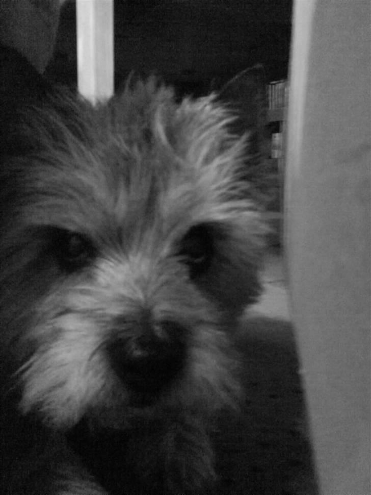 Cairn terrier Futte billede 6