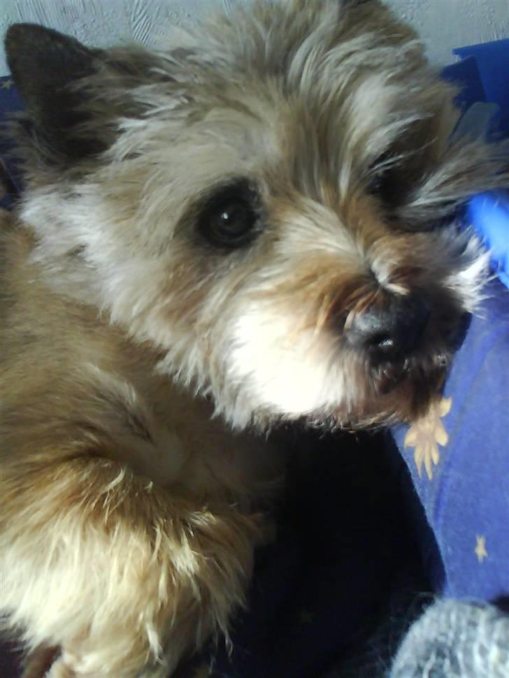 Cairn terrier Futte billede 7