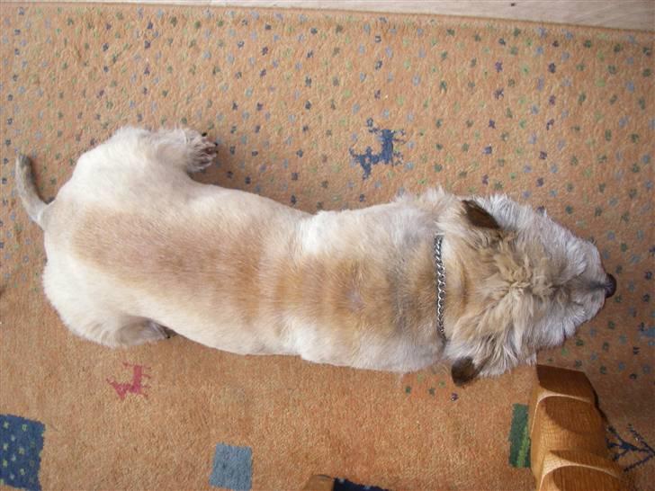 Cairn terrier Futte billede 8