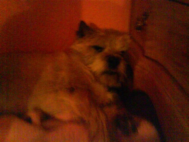 Cairn terrier Futte billede 9