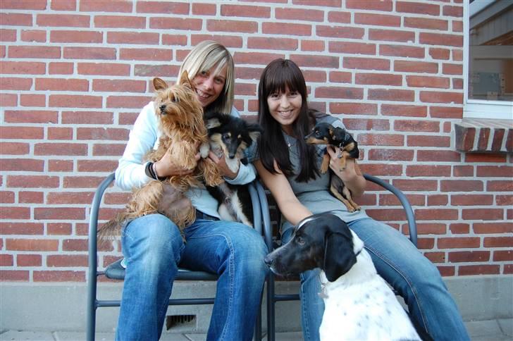 Shetland sheepdog Lucca - Mig og Carina og alle vores hunde :o) billede 17