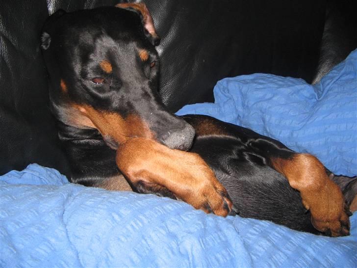 Dobermann kaiza R.I.P - hygge billede 7