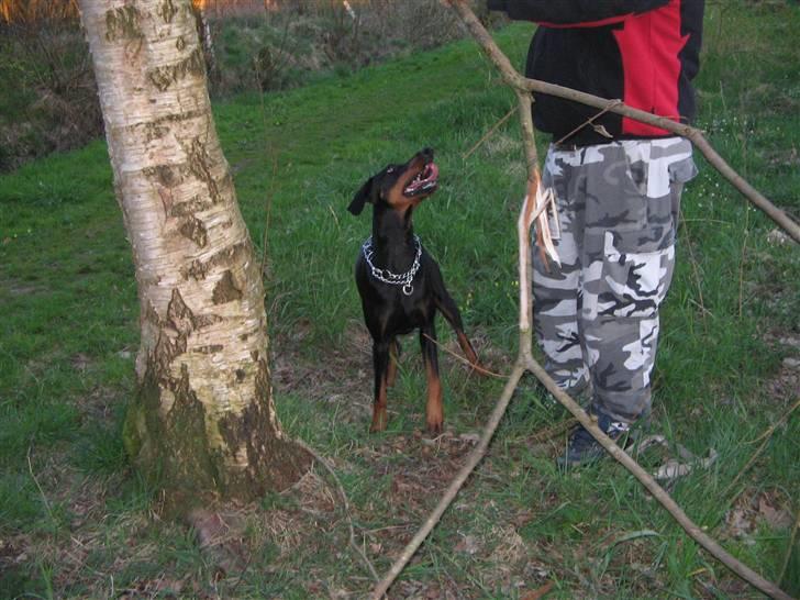 Dobermann kaiza R.I.P billede 8