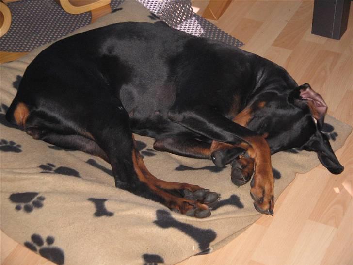 Dobermann kaiza R.I.P billede 10