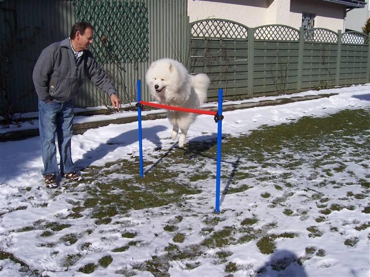 Samojedhund Buddy  - Af banen, her kommer jeg... billede 5