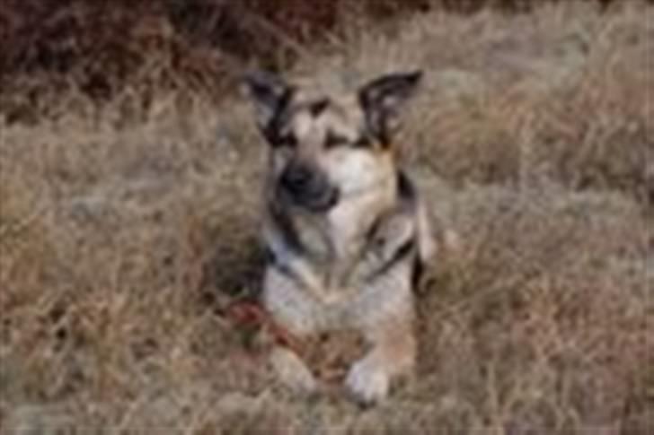 Blanding af racer Zille - Nyder livet i plantagen billede 14