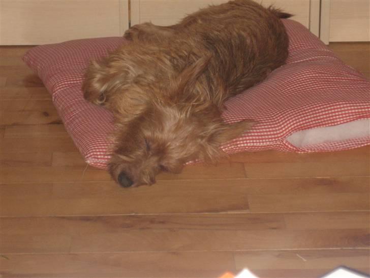 Australsk terrier Molly - Min pude er nu dejlig billede 12