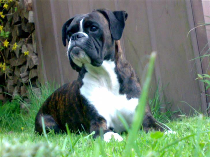 Boxer Freia (RIP) - 20 måneder billede 17