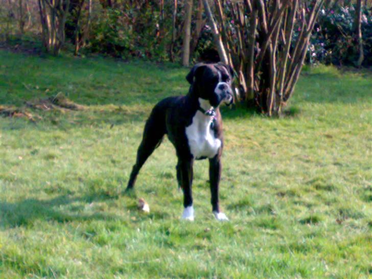 Boxer Freia (RIP) - 20 måneder billede 18