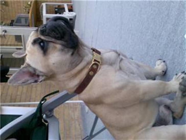 Fransk bulldog Bubbi . ( Før Lordo ) - Jeg holder lige øje med naboen..  billede 7