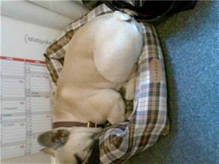 Fransk bulldog Bubbi . ( Før Lordo ) - Lidt for lille kurv, men den skal jo prøves billede 8