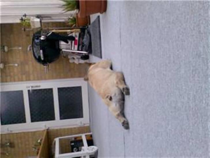 Fransk bulldog Bubbi . ( Før Lordo ) - Ja nu vil jeg gerne lige slappe af alene billede 9