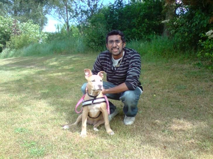 Amerikansk staffordshire terrier Freya - freya og ejeren billede 6