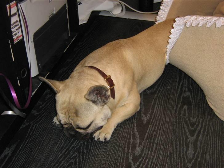 Fransk bulldog Bubbi . ( Før Lordo ) billede 10