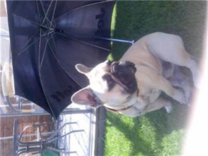 Fransk bulldog Bubbi . ( Før Lordo ) billede 11