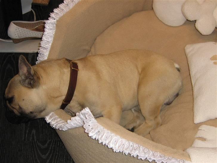 Fransk bulldog Bubbi . ( Før Lordo ) - Det kan godt være ret kedeligt at være på arbejde billede 12