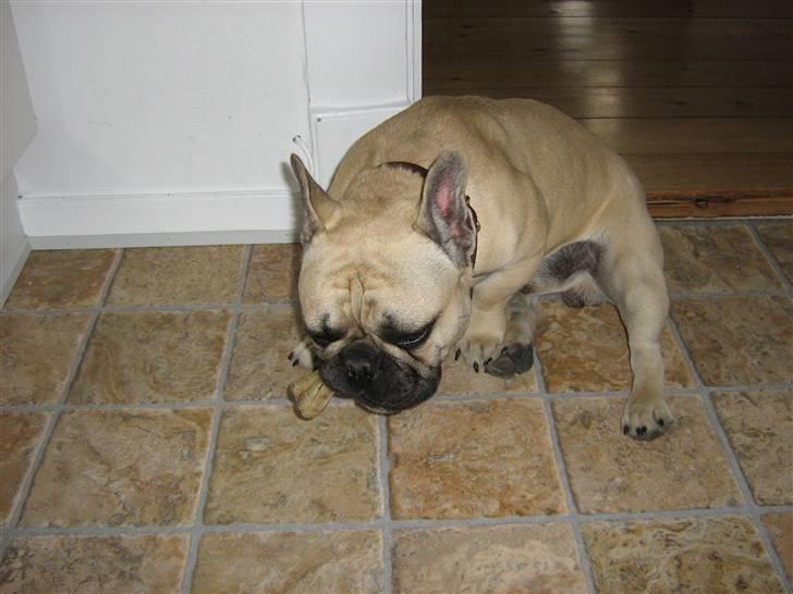 Fransk bulldog Bubbi . ( Før Lordo ) - Så fik jeg fat på benet billede 13