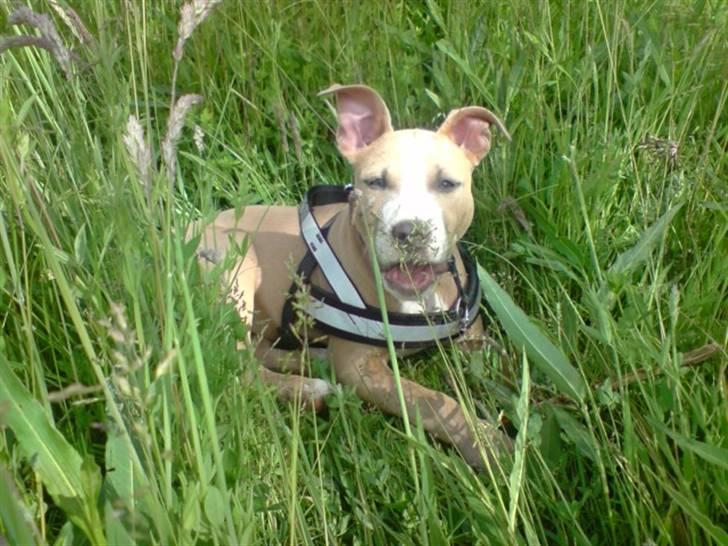 Amerikansk staffordshire terrier Freya - Freya i høj græs billede 7