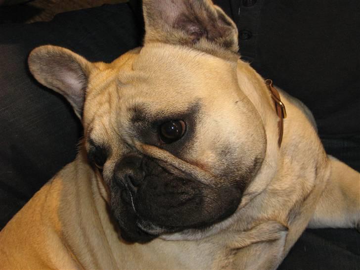 Fransk bulldog Bubbi . ( Før Lordo ) - Er jeg ikke dejlig billede 14