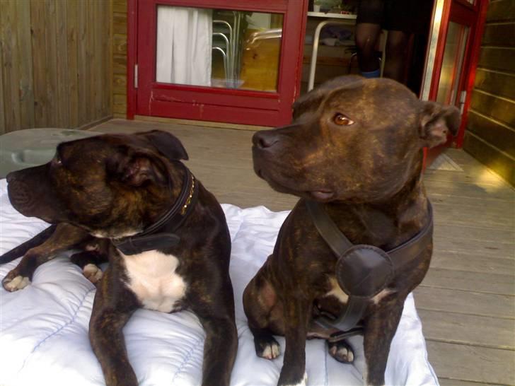 Staffordshire bull terrier Fiona billede 1